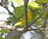 Yellow Warbler 6683
